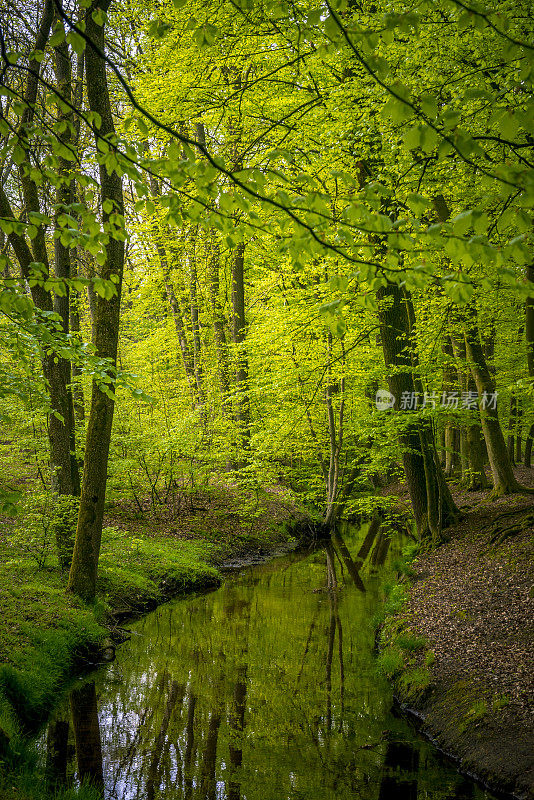 森林小溪Leuvenumse Beek在一个美丽的日子在盖尔德兰早春